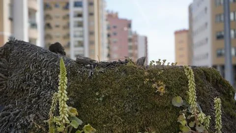 Vegetation in city 写真素材