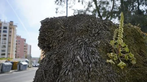 Vegetation in city 库存照片