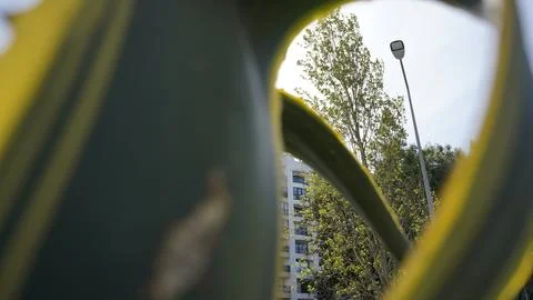 Vegetation in city 库存照片