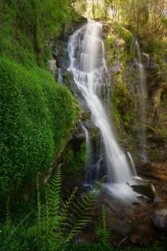 Vegetation in the cliffs of the Hortas waterfall, in Touro, Galicia Stock Photos