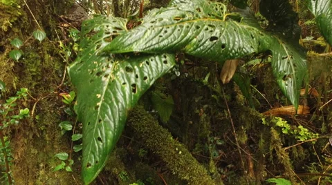 Vegetation in the Cloud Forest 스톡 동영상 60433445