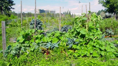 Vegetation in a community garden. Vidéo 95403228