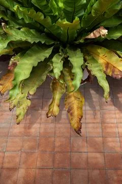Vegetation in the conservatory needs tending Stock Photos