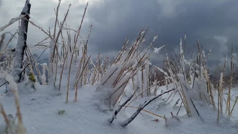 Vegetation covered with snow - not edited Video stock 257240530