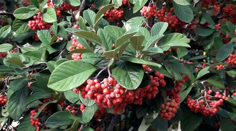 Vegetation of Crimea, red berries Stock Footage 33466639