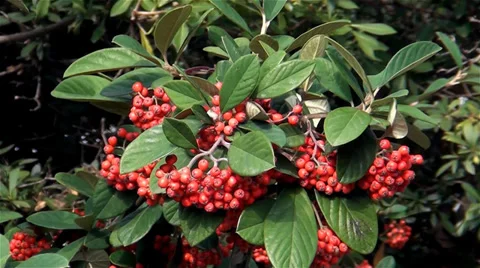 Vegetation of Crimea, red berries Stock-Footage 33466670
