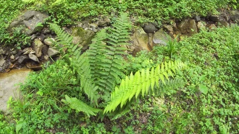 Vegetation Crowds a Stream in Carpathian Mountains 库存影片 102124984