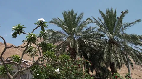 Vegetation at the Dead sea Video stock 39717262