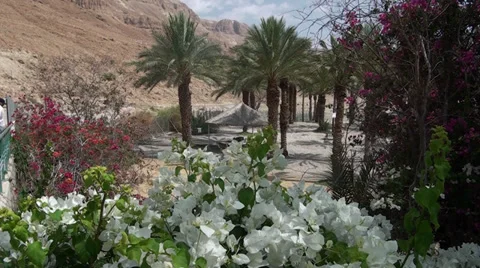 Vegetation at the Dead sea Stock Footage 39717274