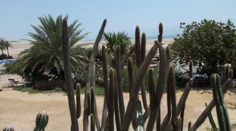 Vegetation at the Dead sea Stock Footage 39717283