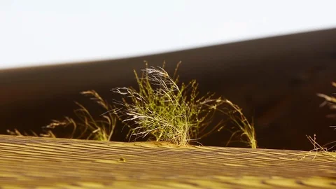 Vegetation in the desert Stock Footage 104885479