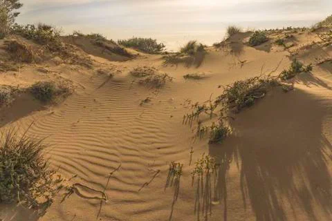 The vegetation of the desert Stock Photos