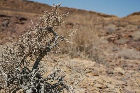 Vegetation in the desert Stock Photos