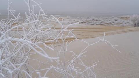 Vegetation in the desert. Shrub in the winter desert. Kazakhstan. Mangistau. Kar Stock Footage 110355290