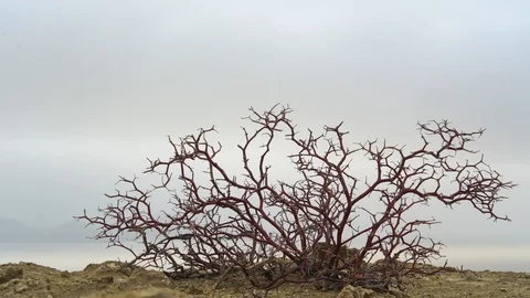 Vegetation in the desert. Shrub in the winter desert. Kazakhstan. Mangistau. Kar Stock Footage 110355532