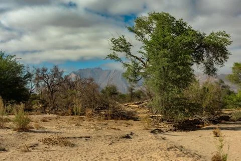 Vegetation on the dry Ugab River, Namibia Stock Photos
