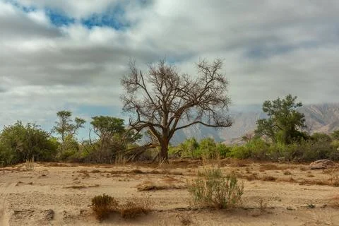 Vegetation on the dry Ugab River, Namibia Stock Photos