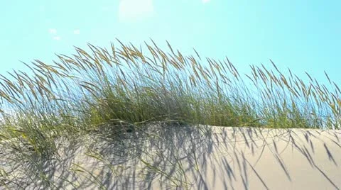 Vegetation on a dune Stock Footage 19650249