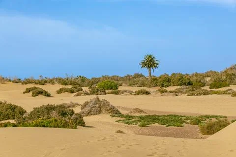 Vegetation In The Dunes Stock Photos
