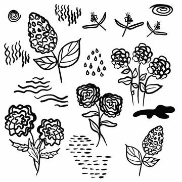Vegetation elements,flowers,doodles,linear black outline drawing,dried flower,fo Stock Illustration