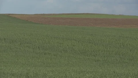 Vegetation in the field 스톡 동영상 81420389