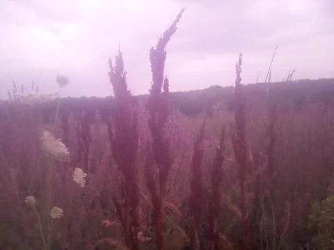 Vegetation in the field Stock Photos