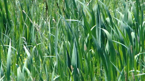 Vegetation Stock Footage 35717371