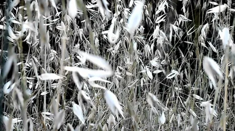 Vegetation Video stock 39860553