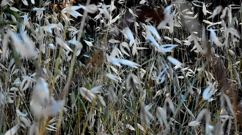 Vegetation Video stock 39860725