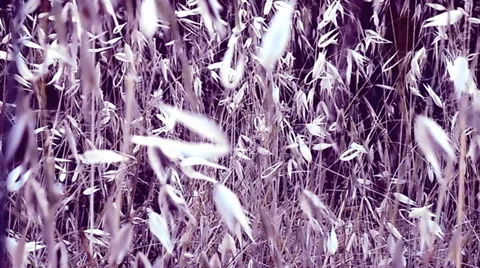 Vegetation Video stock 39861196