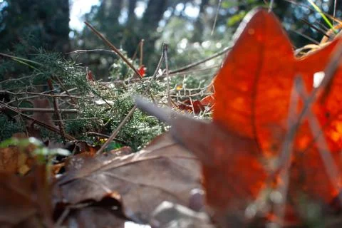 Vegetation on the forest floor Stock Photos