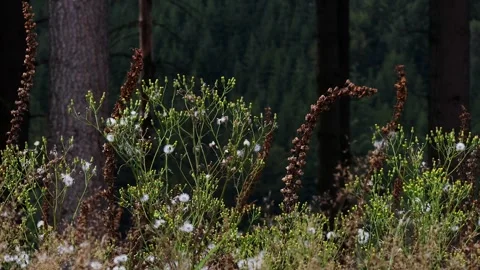 Vegetation on the forest floor in the wind video Stock-Footage 248789062