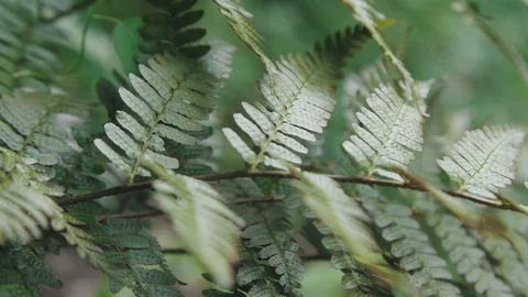 Vegetation in the forest Stock Footage 110771219