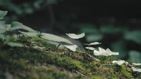 Vegetation in the forest Stock Footage 110780284