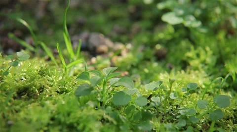 Vegetation forest with sunshine Stock Footage 56038654