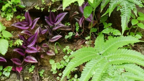 Vegetation on the ground Stock Footage 78513051