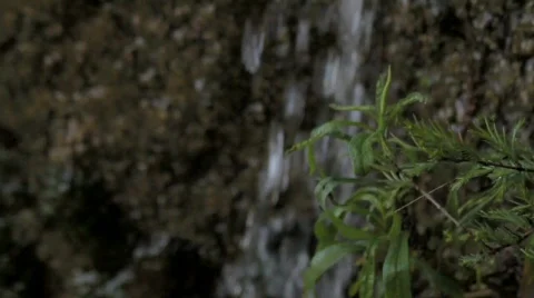 Vegetation Growing Along a Waterfall in the Background  Stock Footage 729670