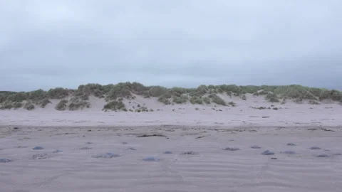 Vegetation Growing along a Welsh Beach on a Windy Day Stock Footage 293087631