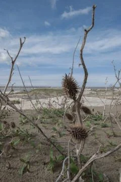 Vegetation growing at the beach Stock Photos