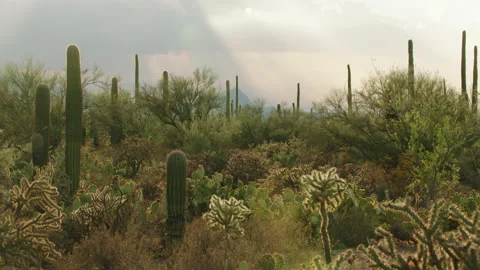 Vegetation growing in desert Vídeo Stock 139483979