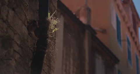 Vegetation Growing from Historic Drainpipe Vídeo Stock 336921078