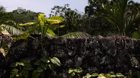 Vegetation Growing on a Stone Wall. La Fortuna, Costa Rica. 4K60 Stock Footage 243695570
