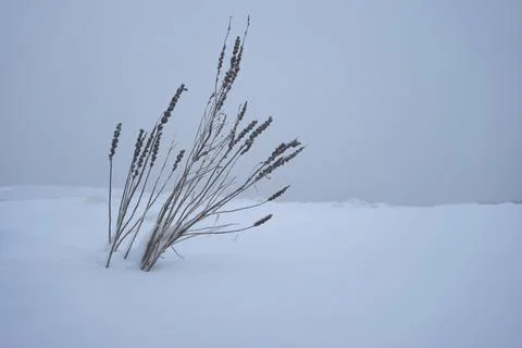Vegetation growing through the snow. Stock-Fotos