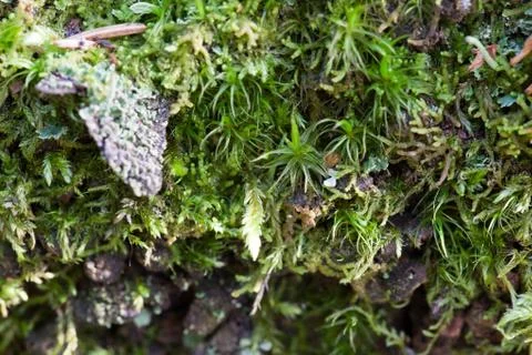 Vegetation growing on an tree trunk Stock Photos