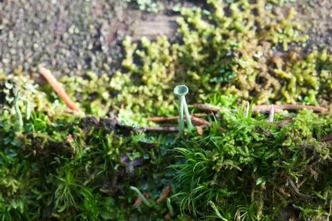 Vegetation growing on an tree trunk Stock Photos