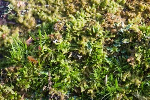 Vegetation growing on an tree trunk Stock Photos