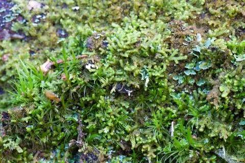 Vegetation growing on an tree trunk Stock Photos