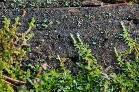 Vegetation growing on an tree trunk Stock Photos