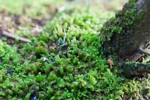 Vegetation growing on an tree trunk Stock Photos