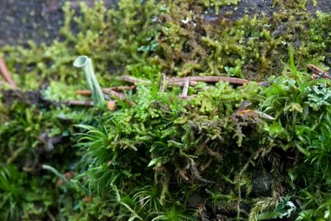 Vegetation growing on an tree trunk Stock Photos